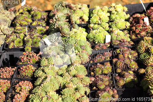 Image of small pot of cactus plant in the market