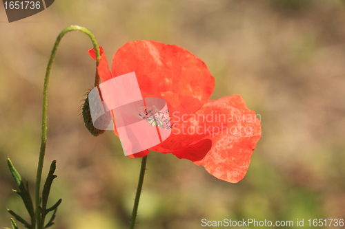Image of red poppy close up in a field in summer