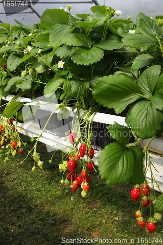Image of culture in a greenhouse strawberry and strawberries