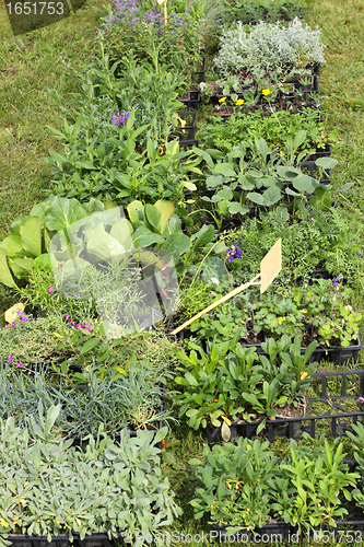 Image of small pots of plants for planting in the garden