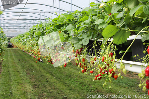 Image of culture in a greenhouse strawberry and strawberries