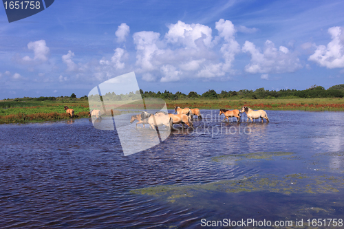 Image of Henson horses in the marshes in bays of somme in france