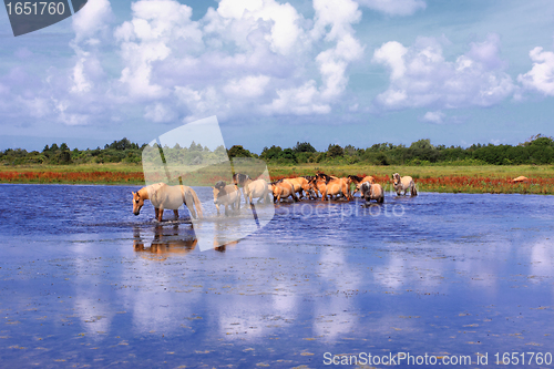 Image of Henson horses in the marshes in bays of somme in france