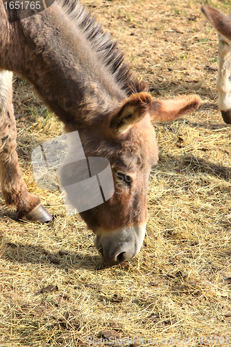 Image of quiet donkey in a field in spring