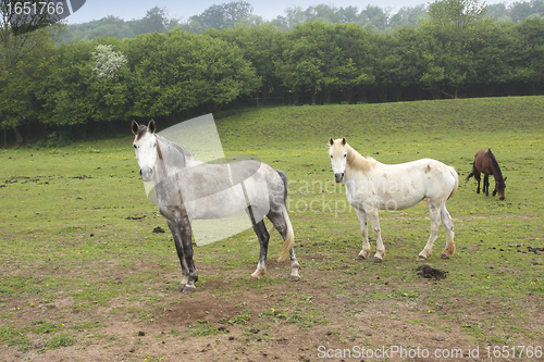 Image of young horses in a field in spring