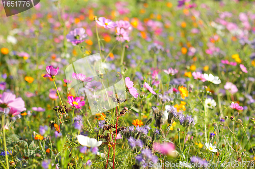 Image of Colorful flowers, selective focus on pink flower 