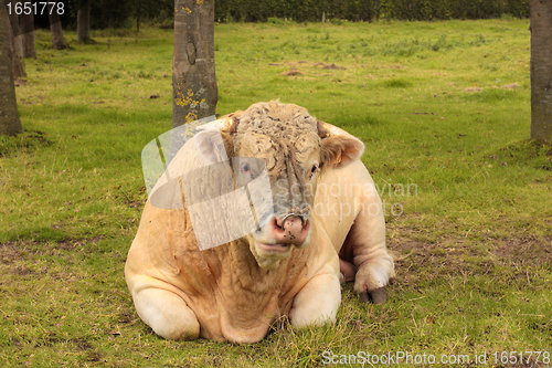 Image of French Charolais bull lying in grass green