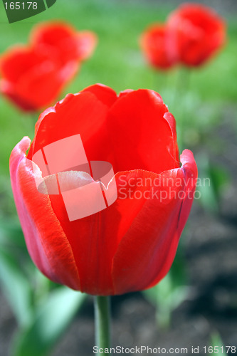 Image of red tulip