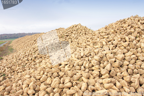 Image of Sugar beet pile at the field after harvest