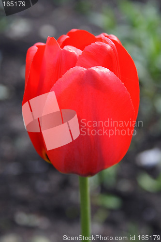 Image of red tulip