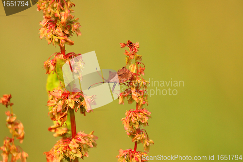 Image of bug, bedbug brown on the delicate flower in summer