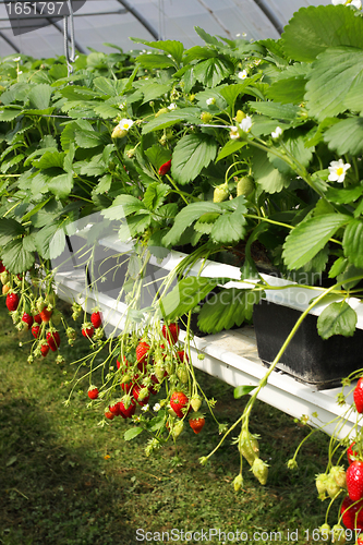 Image of culture in a greenhouse strawberry and strawberries