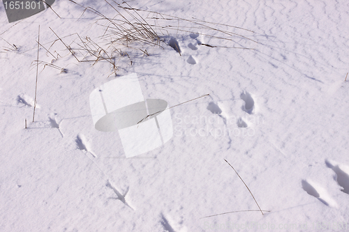 Image of Traces of wild pheasants in the snow in winter