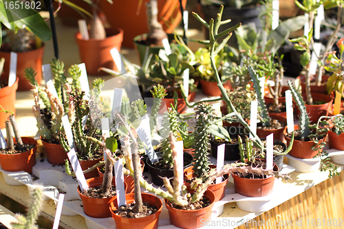 Image of small pot of cactus plant in the market