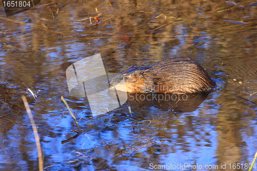 Image of muskrat swimming in the water of the marsh in spring
