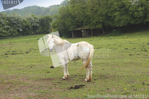 Image of young horses in a field in spring