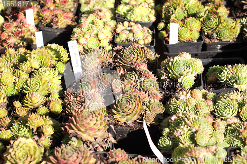 Image of small pot of cactus plant in the market