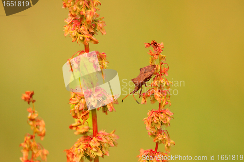 Image of bug, bedbug brown on the delicate flower in summer