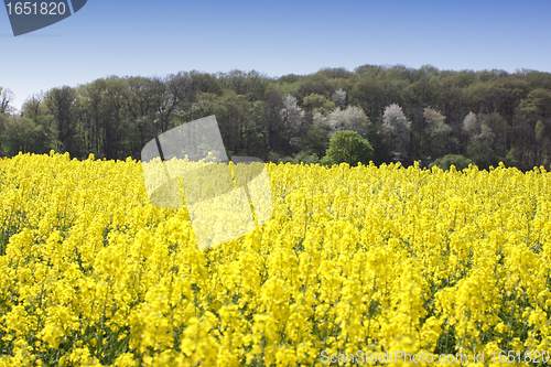 Image of landscape of a rape fields in bloom in spring in the countryside