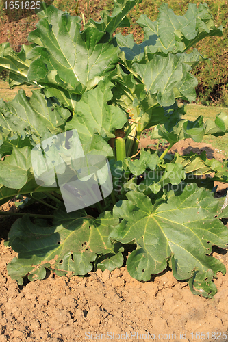 Image of large rhubarb leaves in a garden in spring