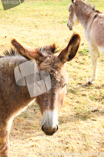 Image of quiet donkey in a field in spring