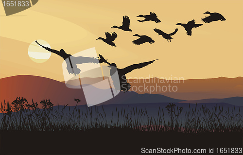 Image of Mallard ducks at sunrise