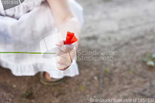 Image of wild poppy in childs hand