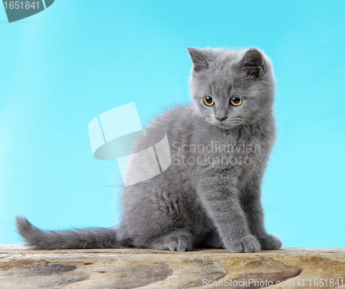 Image of kitten on blue background