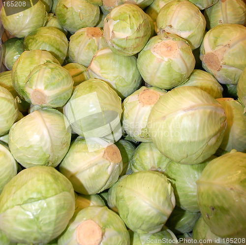 Image of Cabbage