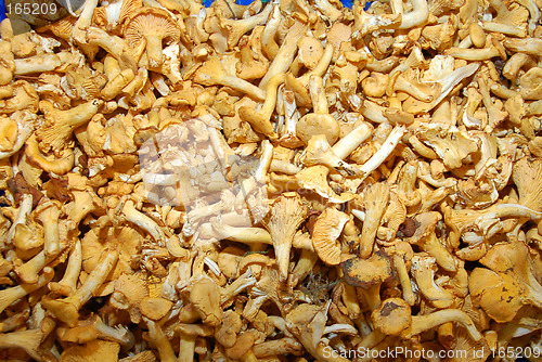 Image of Mushrooms2