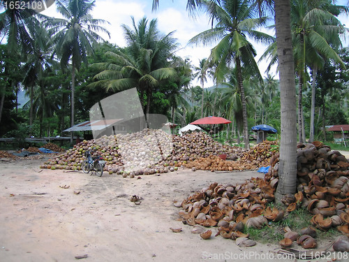 Image of Coconuts at Koh Samui, Thailand