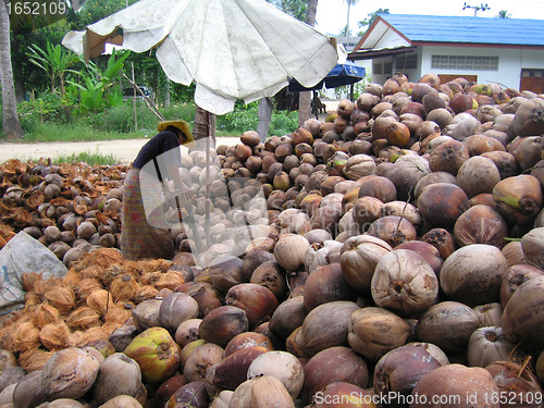 Image of Coconuts at Koh Samui, Thailand