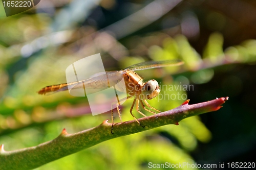 Image of Dragonfly