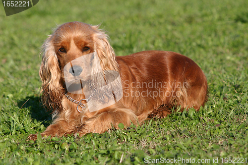 Image of cocker spaniel