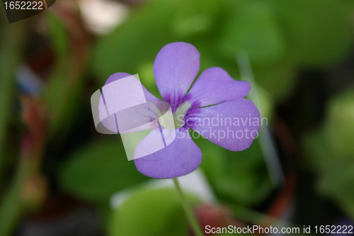 Image of vinca