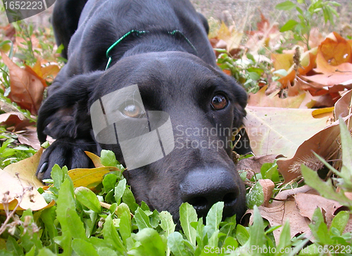 Image of labrador retriever