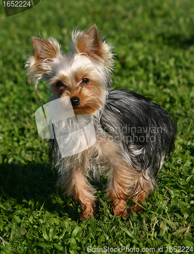 Image of Yorkshire terrier