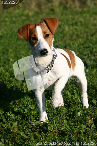 Image of puppy jack russel terrier