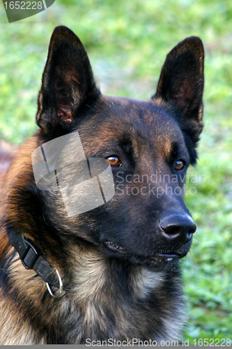 Image of malinois