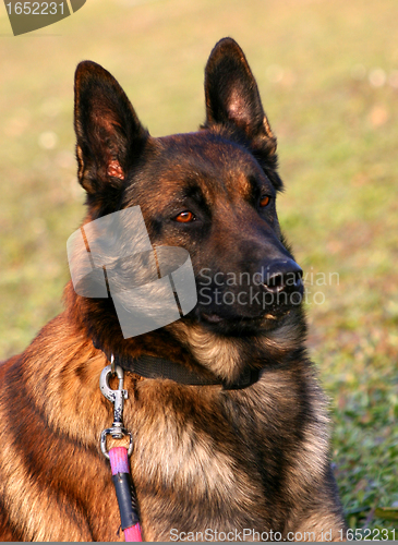 Image of malinois