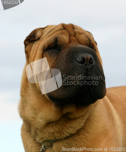 Image of Shar Pei