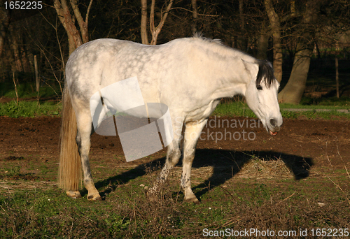 Image of white horse