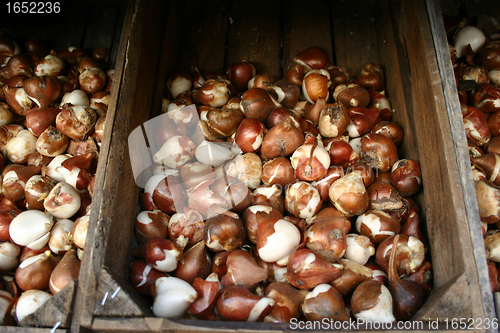 Image of bulbs