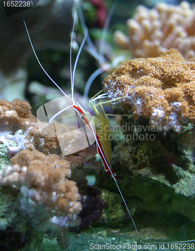 Image of cleaner shrimp