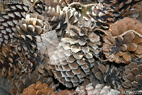 Image of pine cone