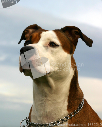 Image of american staffordhire terrier