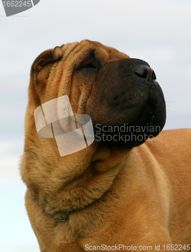 Image of Shar Pei