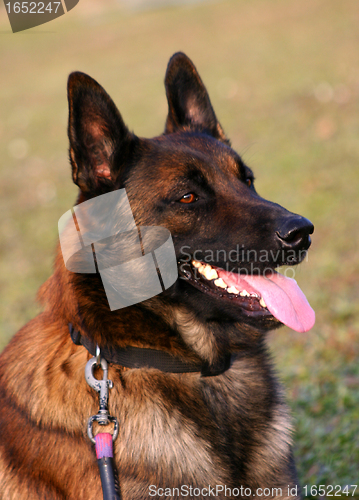 Image of malinois