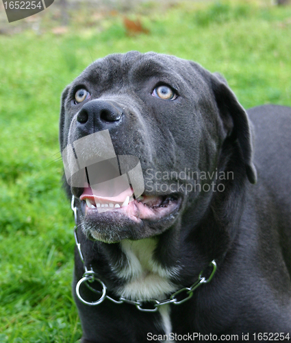 Image of cane corso