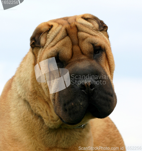 Image of Shar Pei